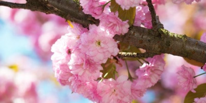 flower_pink_big