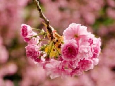 pink-flower_new